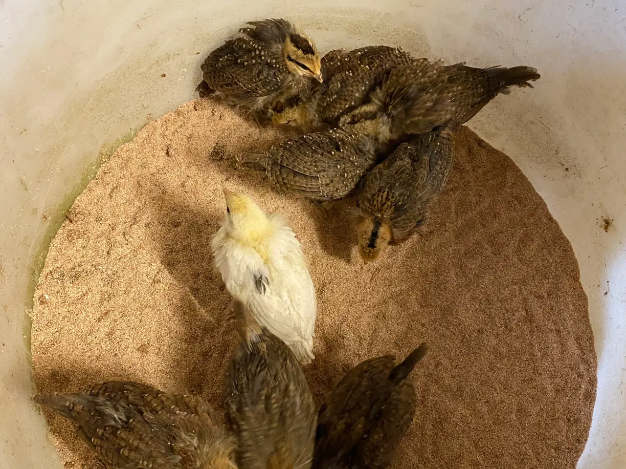 Billede 3 - Høne kyllinger