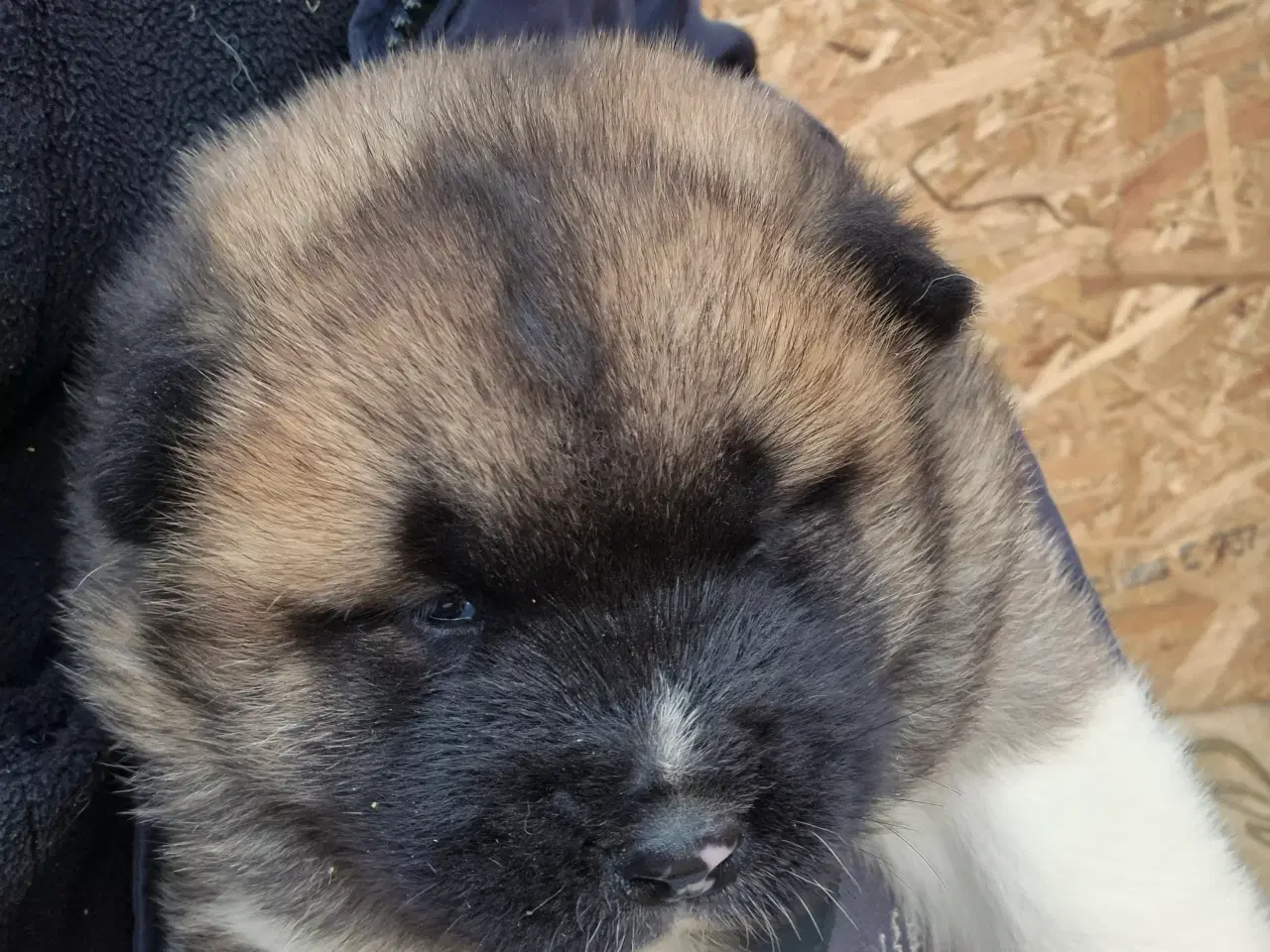 Billede 8 - Hundehvalpe American Akita 