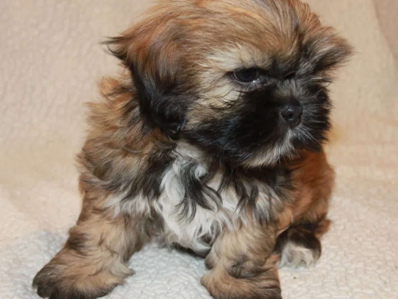 Billede 9 - Lhasa Apso hvalp