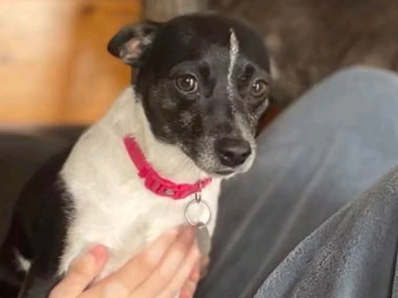 Billede 5 - Blandings hund