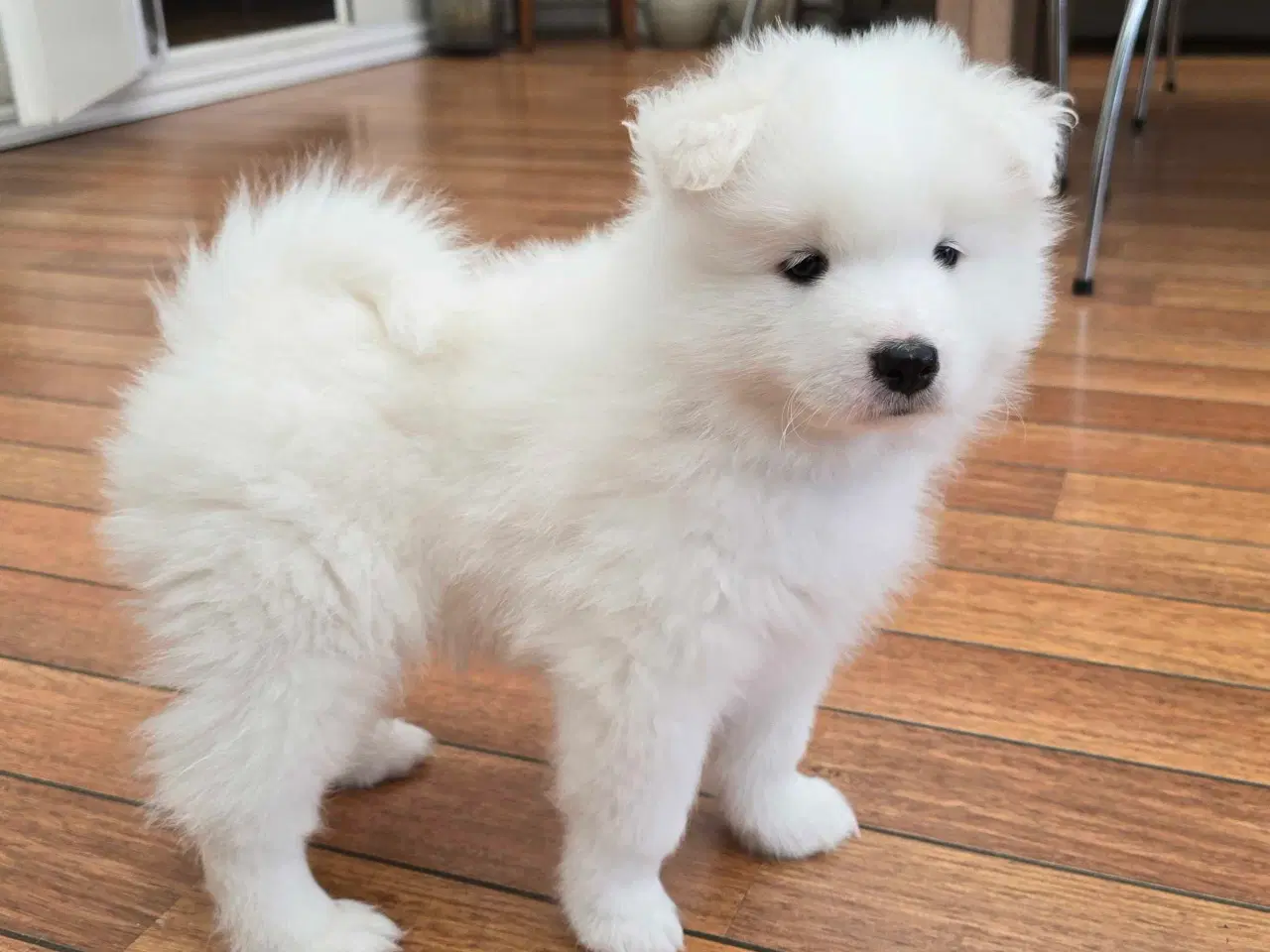 Billede 3 - Samojede hvalp