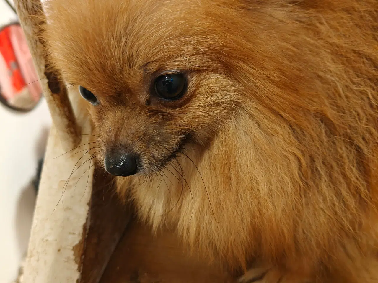 Billede 1 - Pomeranian