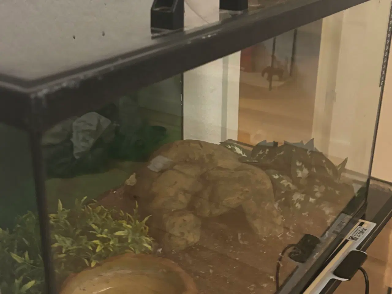 Billede 4 - Boa constrictor+terrarie 