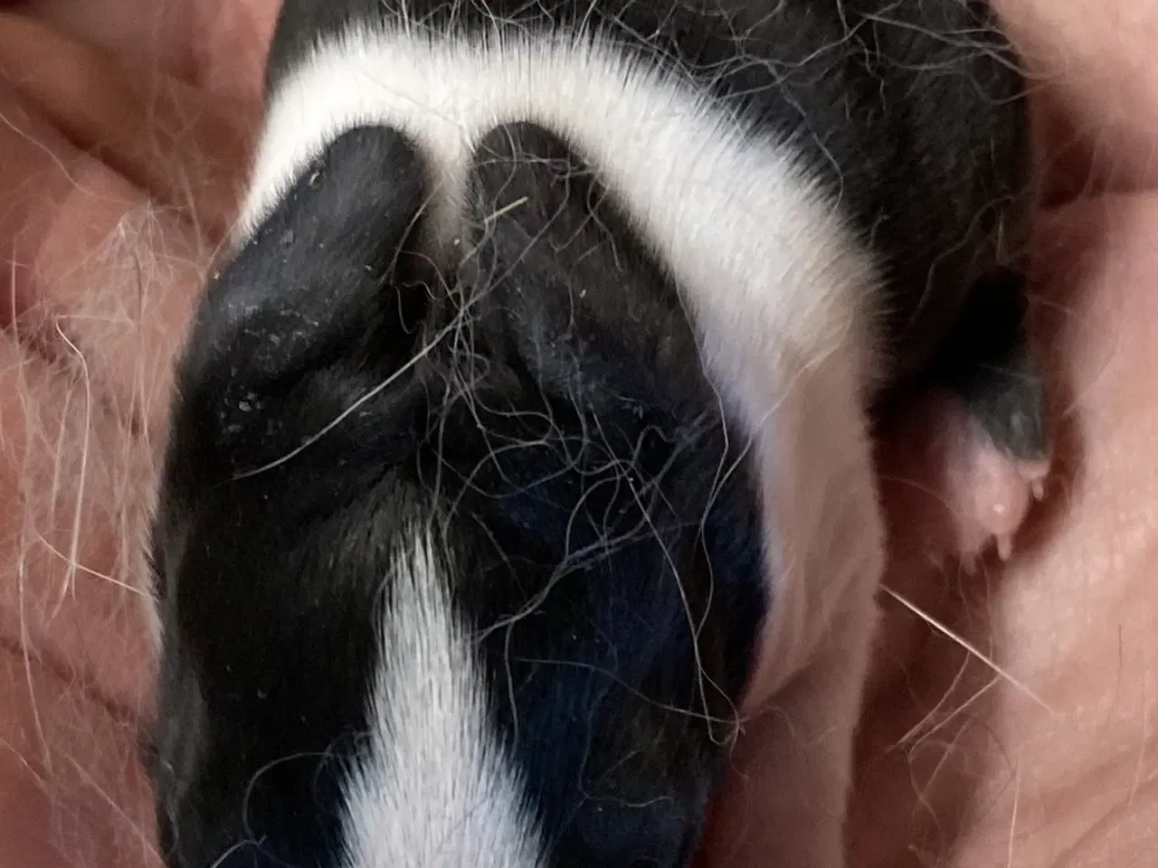 Billede 1 - HOLLÆNDER HAN SORT