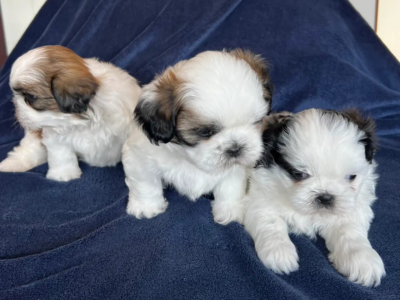 Billede 9 - Shih Tzu hvalpe