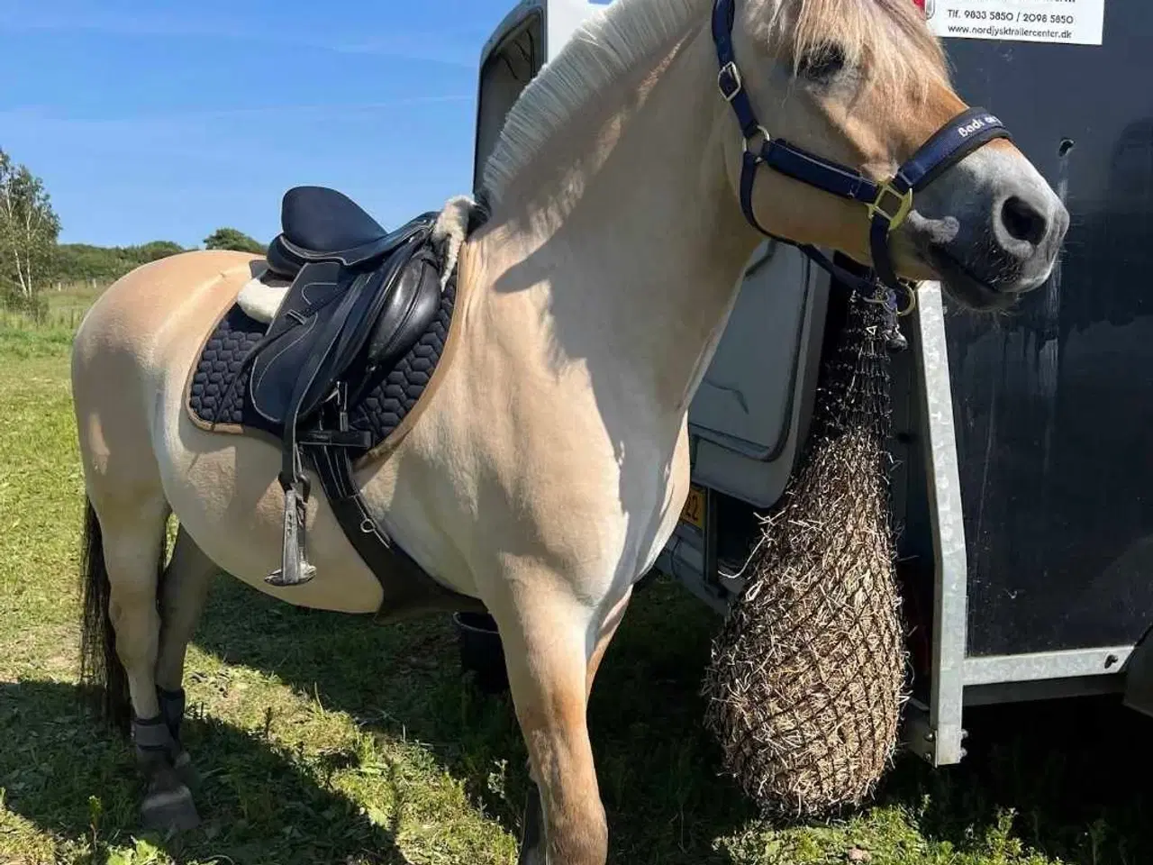 Billede 8 - Fjordhest Marius Skovå 