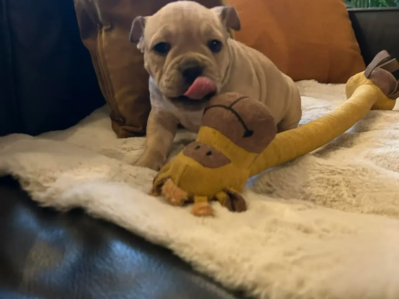 Billede 5 - New english bulldog