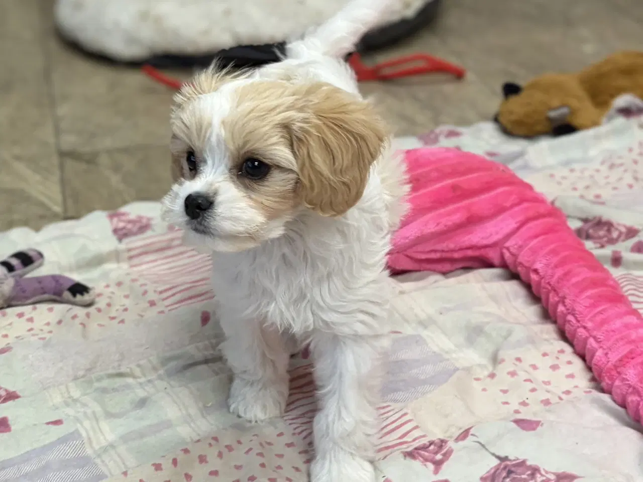 Billede 16 - Den smukkeste Mini Cavapoo pige 