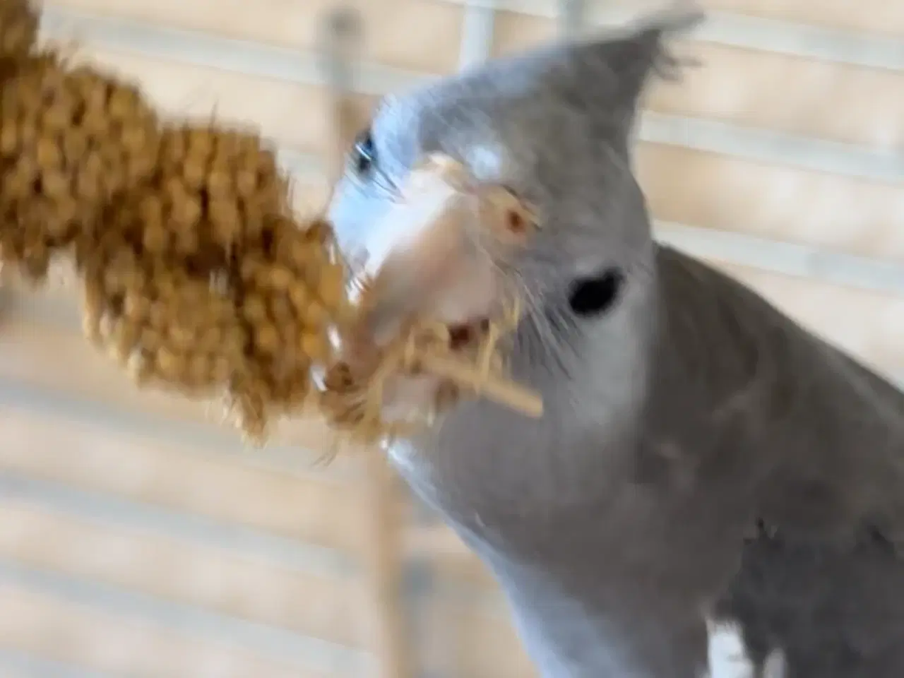 Billede 5 - Nymfeparskitter