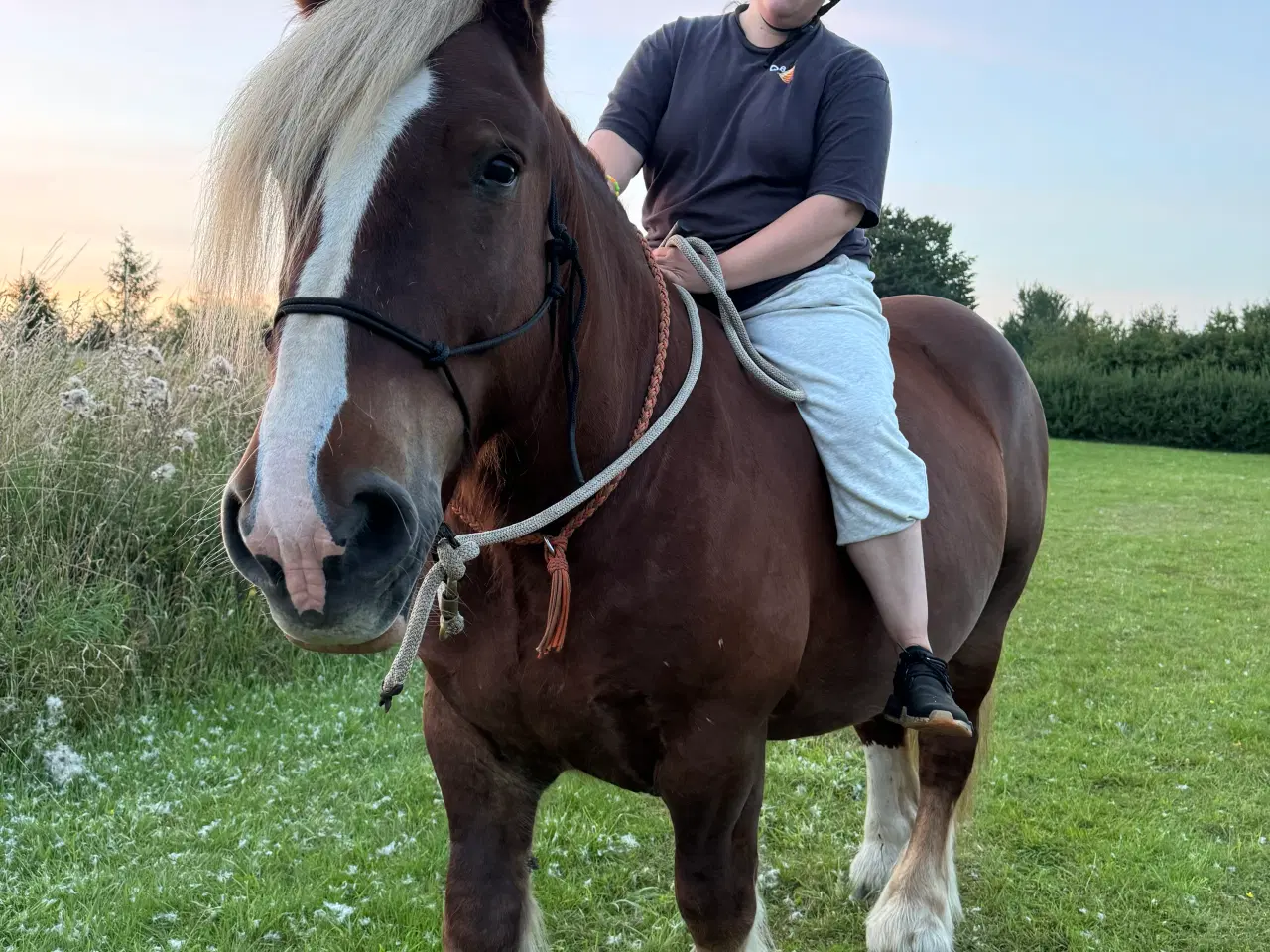 Billede 4 - Jydsk hest