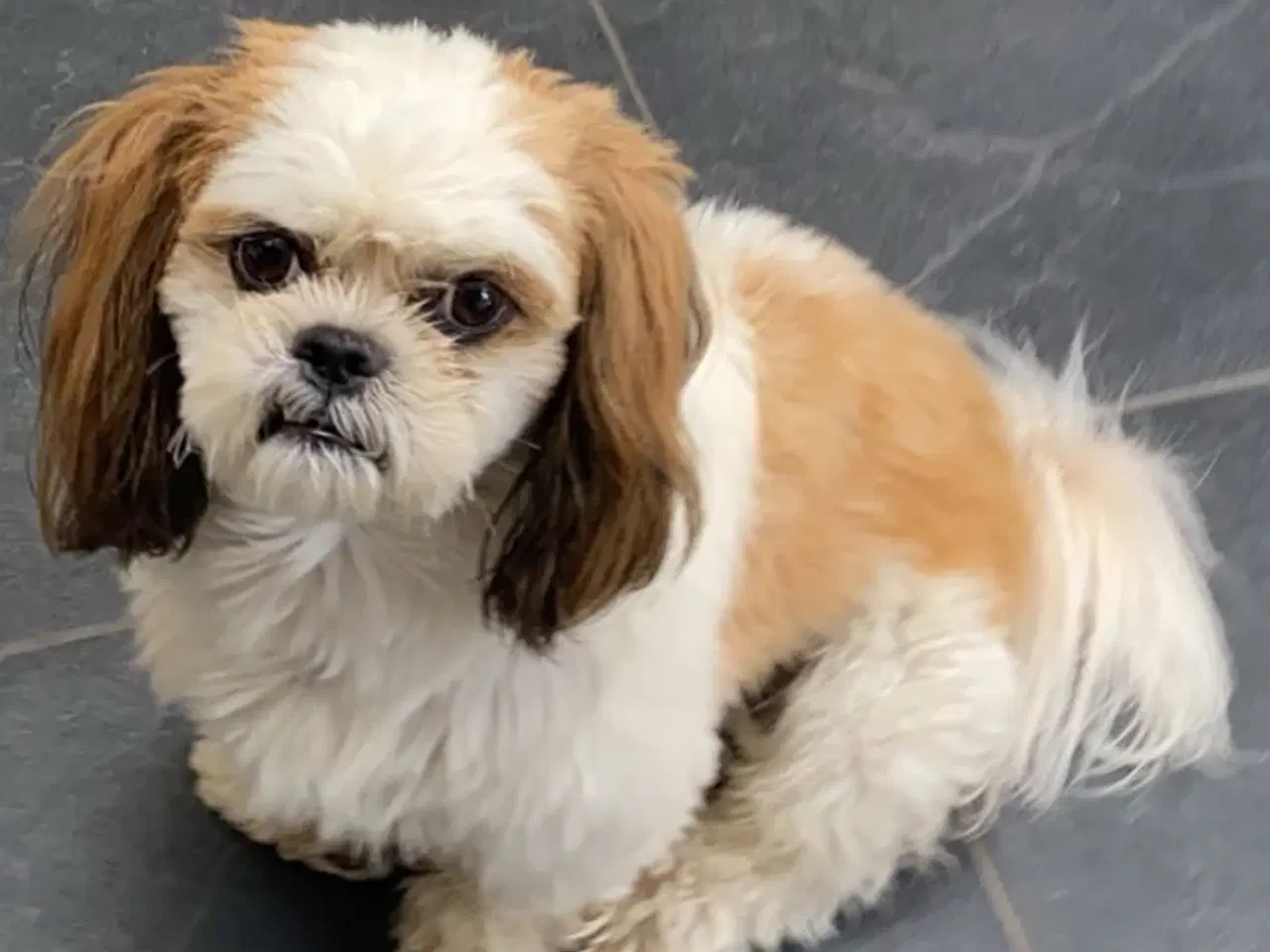 Billede 5 - Hundehvalp - shih tzu