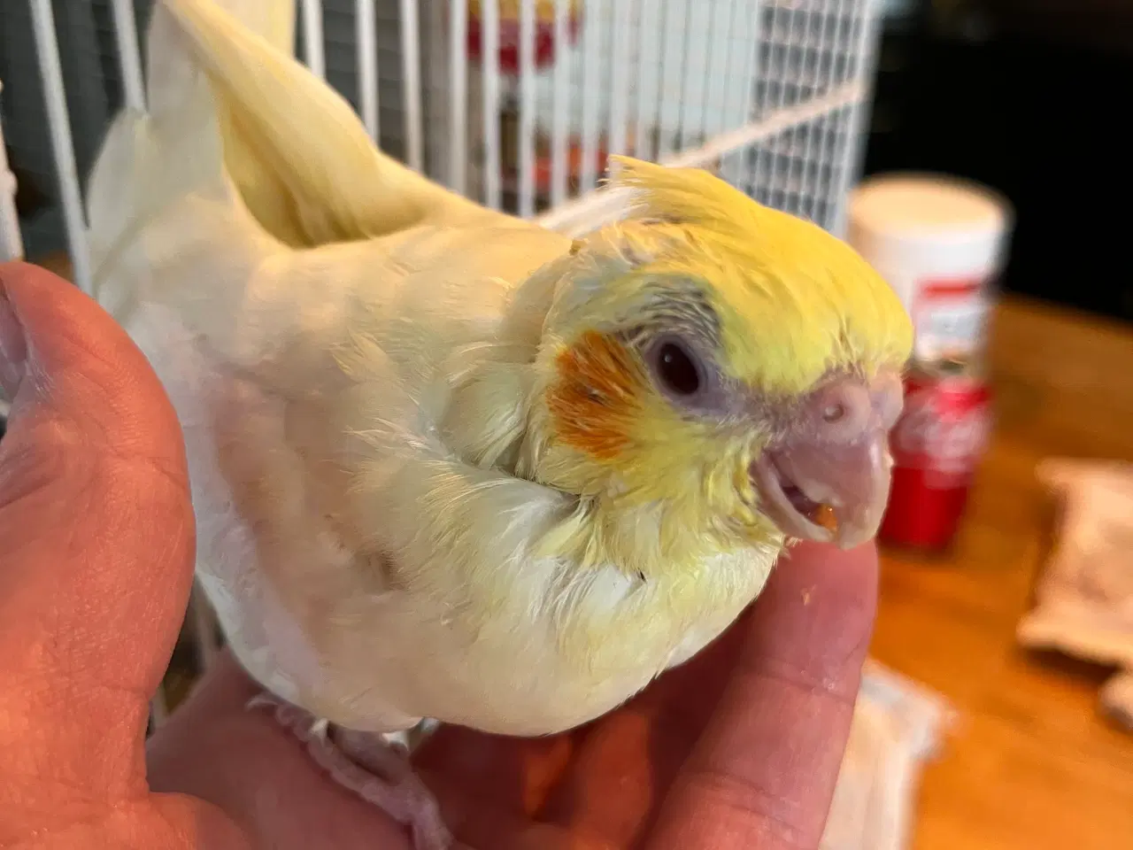 Billede 2 - Håndtamme nymfeunger