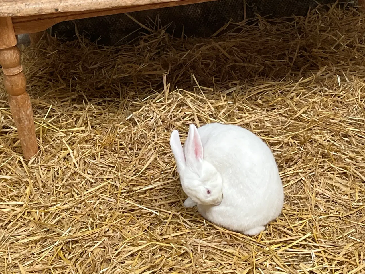 Billede 2 - 2 hunner