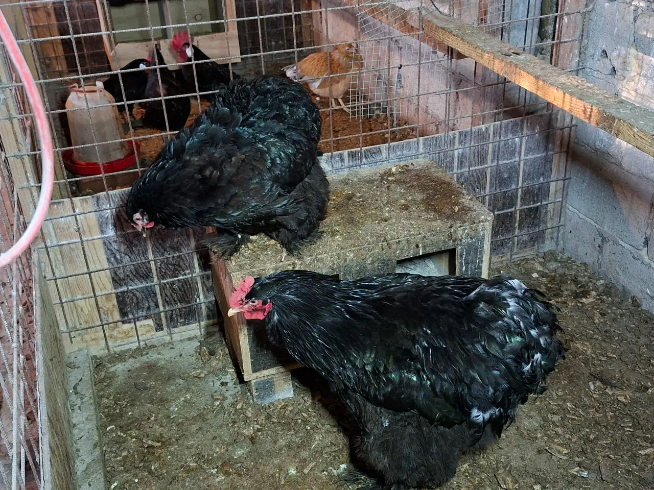 Billede 1 - Høns