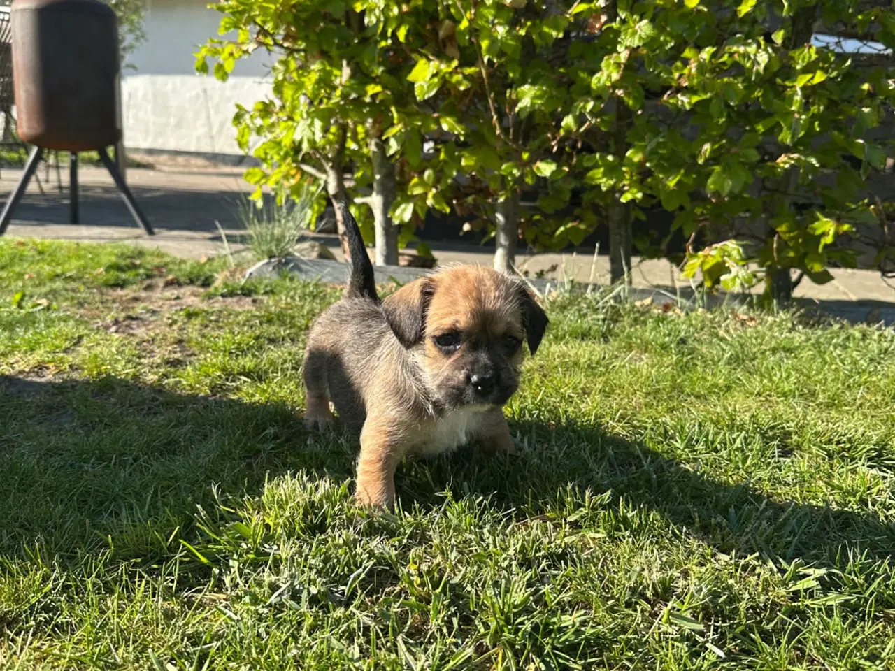 Billede 6 - Hvalpe Bichon havanais/Fransk bulldog