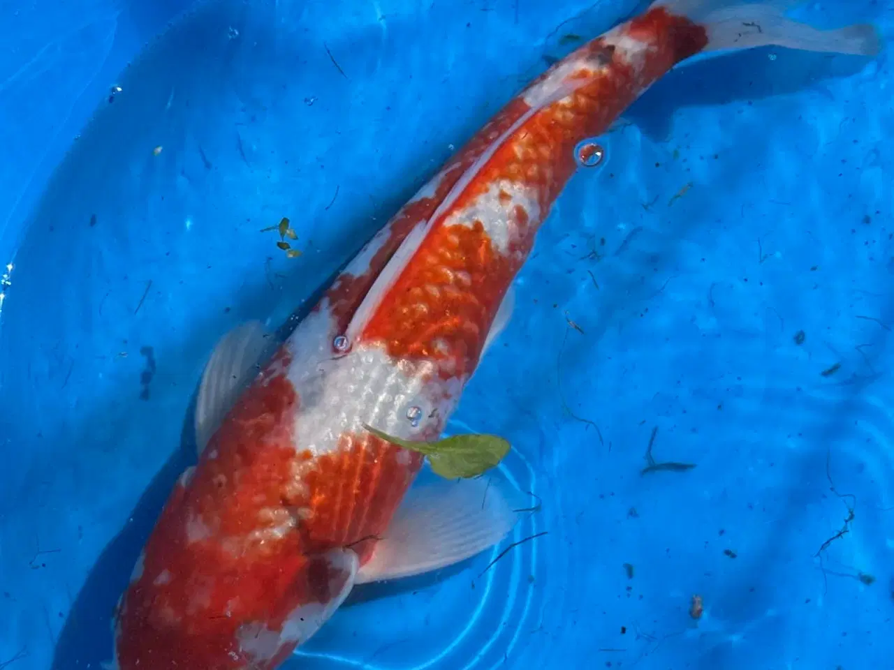 Billede 3 - Koi karper fra 30-55cm 
