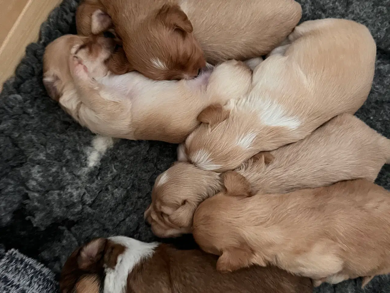 Billede 11 - Bichon havanais hvalpe 