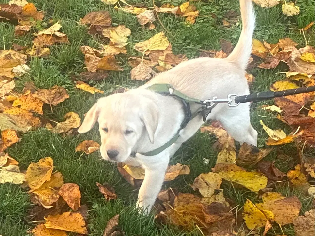 Billede 5 - Labradoodle