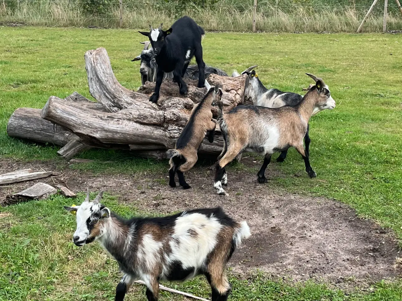 Billede 1 - Dværg geder 