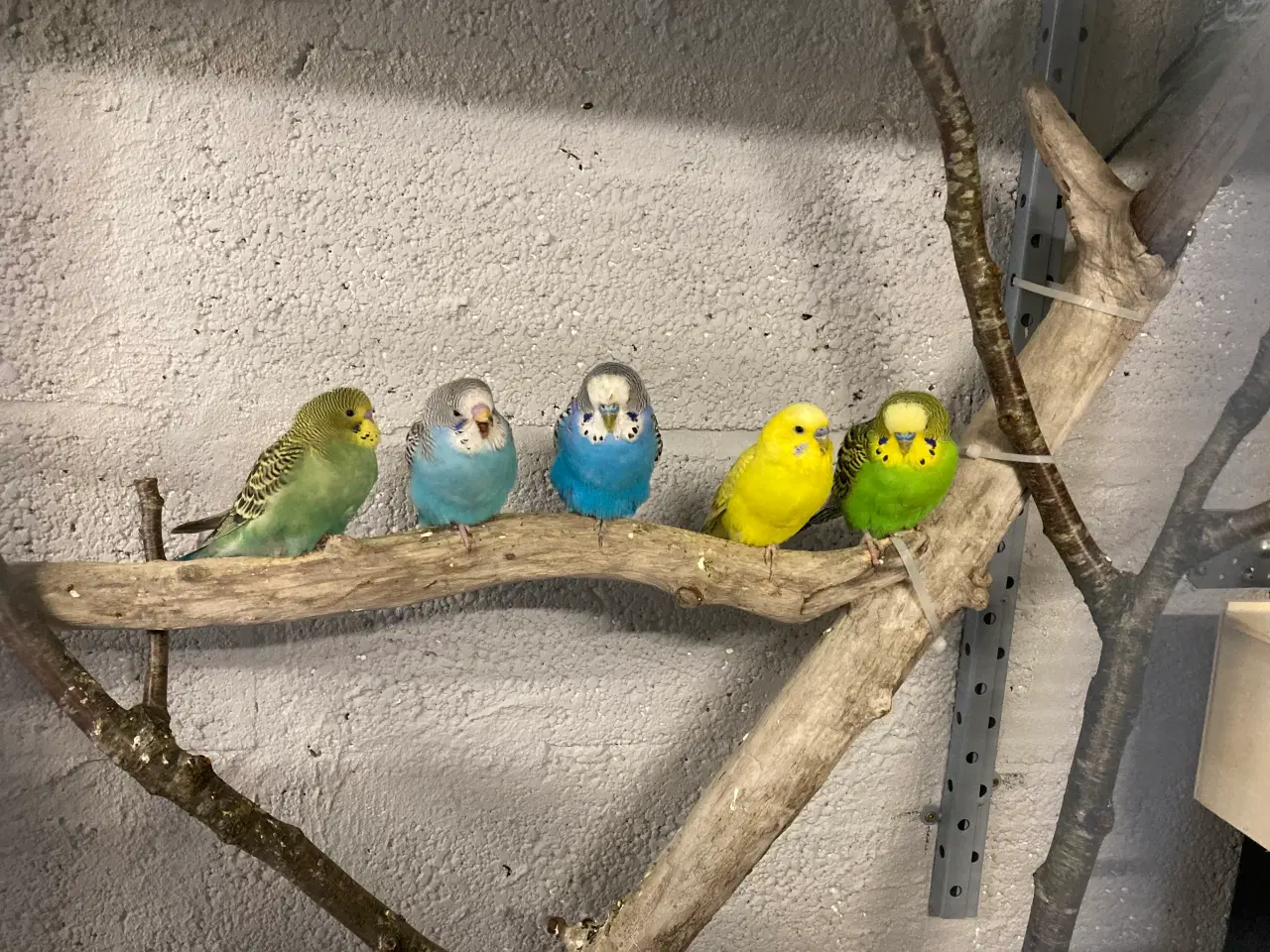 Billede 2 - 18 undulater bortgives