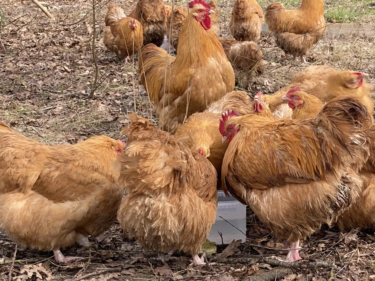 Billede 3 - Rugeæg og kyllinger fra Gul Orpington- stor race