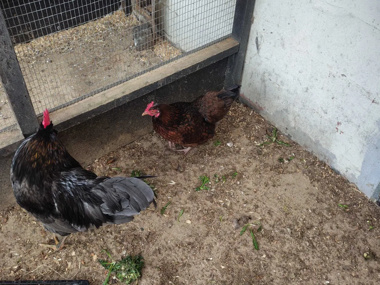 Billede 4 - Høns 