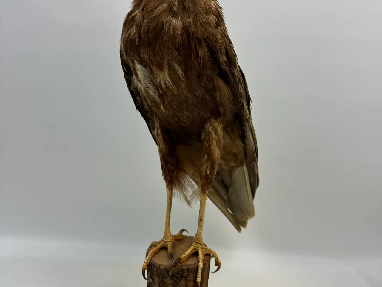 Billede 4 - Udstoppet Rørhøg