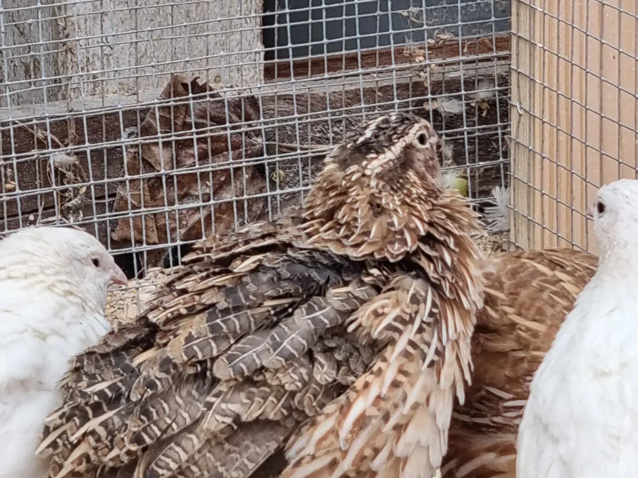 Billede 10 - Jumbo vagtler kokke 