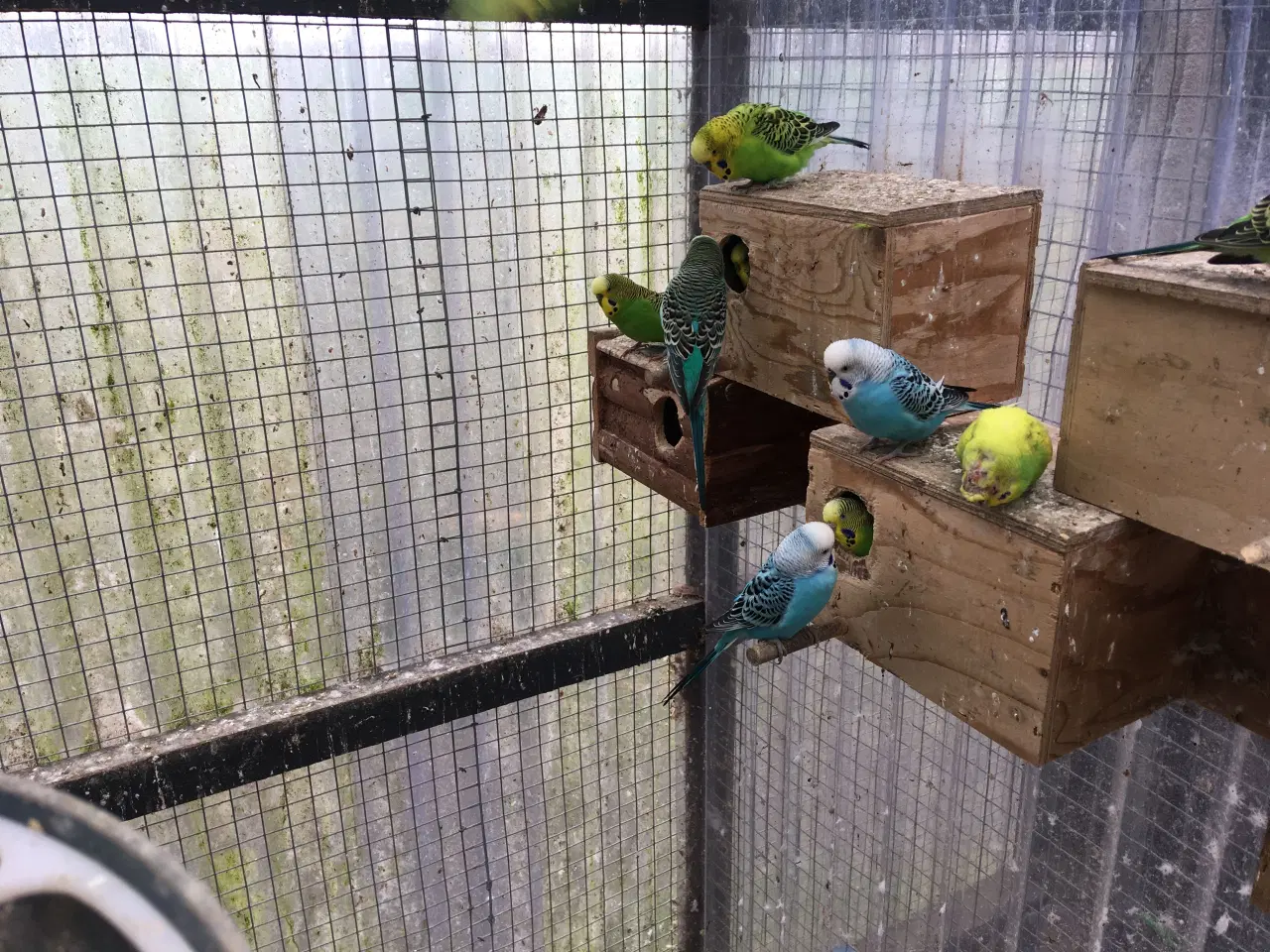 Billede 2 - Undulater flere forskellige farve