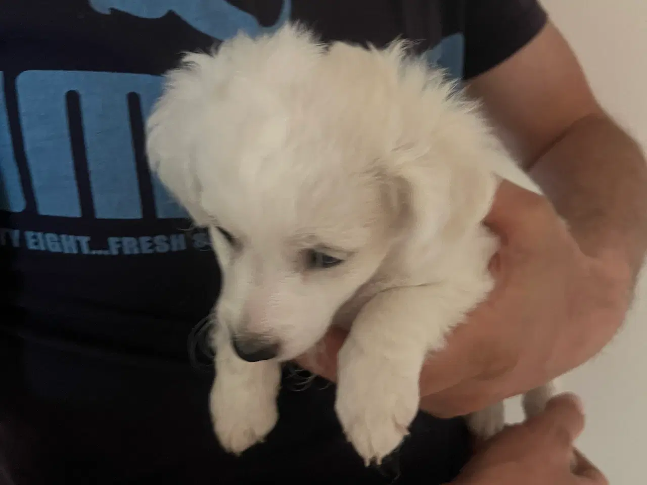 Billede 7 - Malteser/ Bichon hvalpe 
