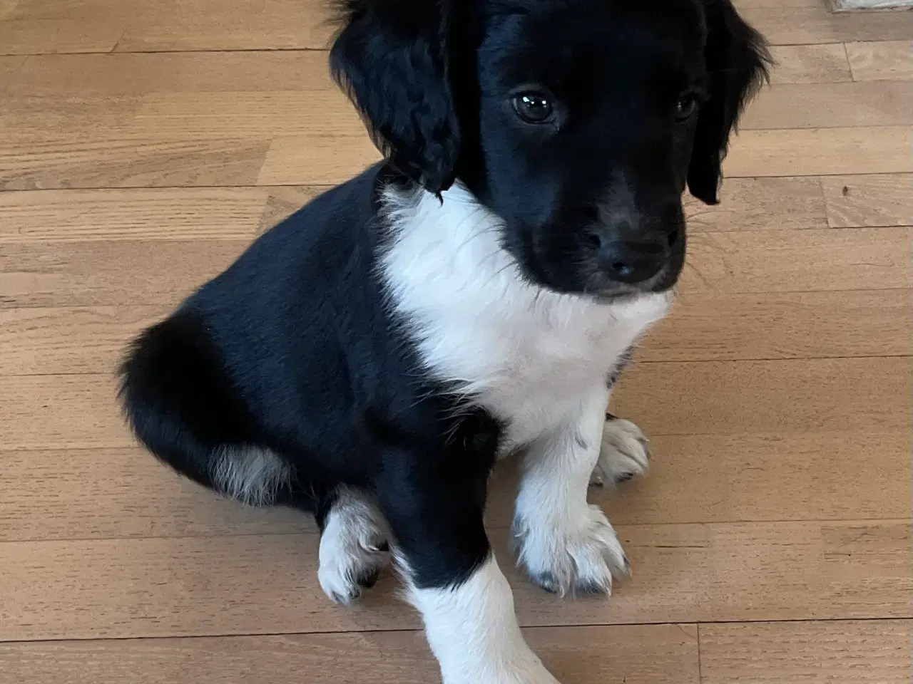 Billede 1 - Springer/Border hvalpe 