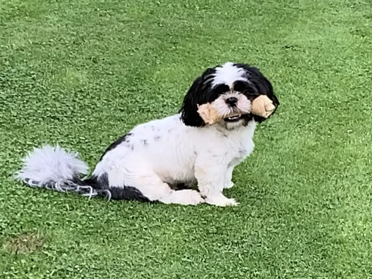 Billede 5 - Shih tzu (Han) 17 Mdr. Gammel