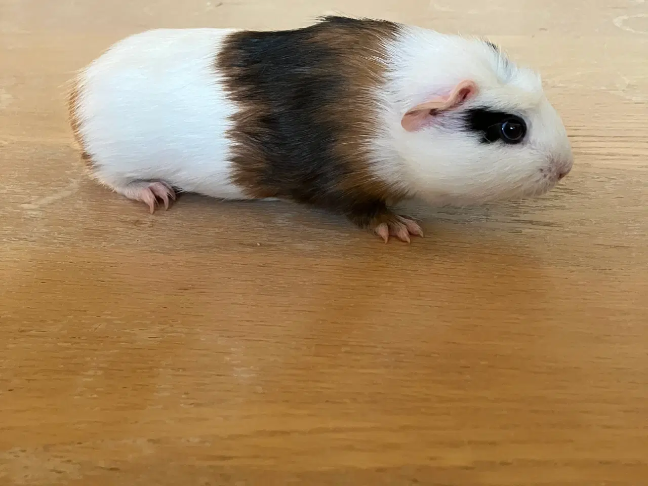 Billede 12 - Smukke marsvineuger