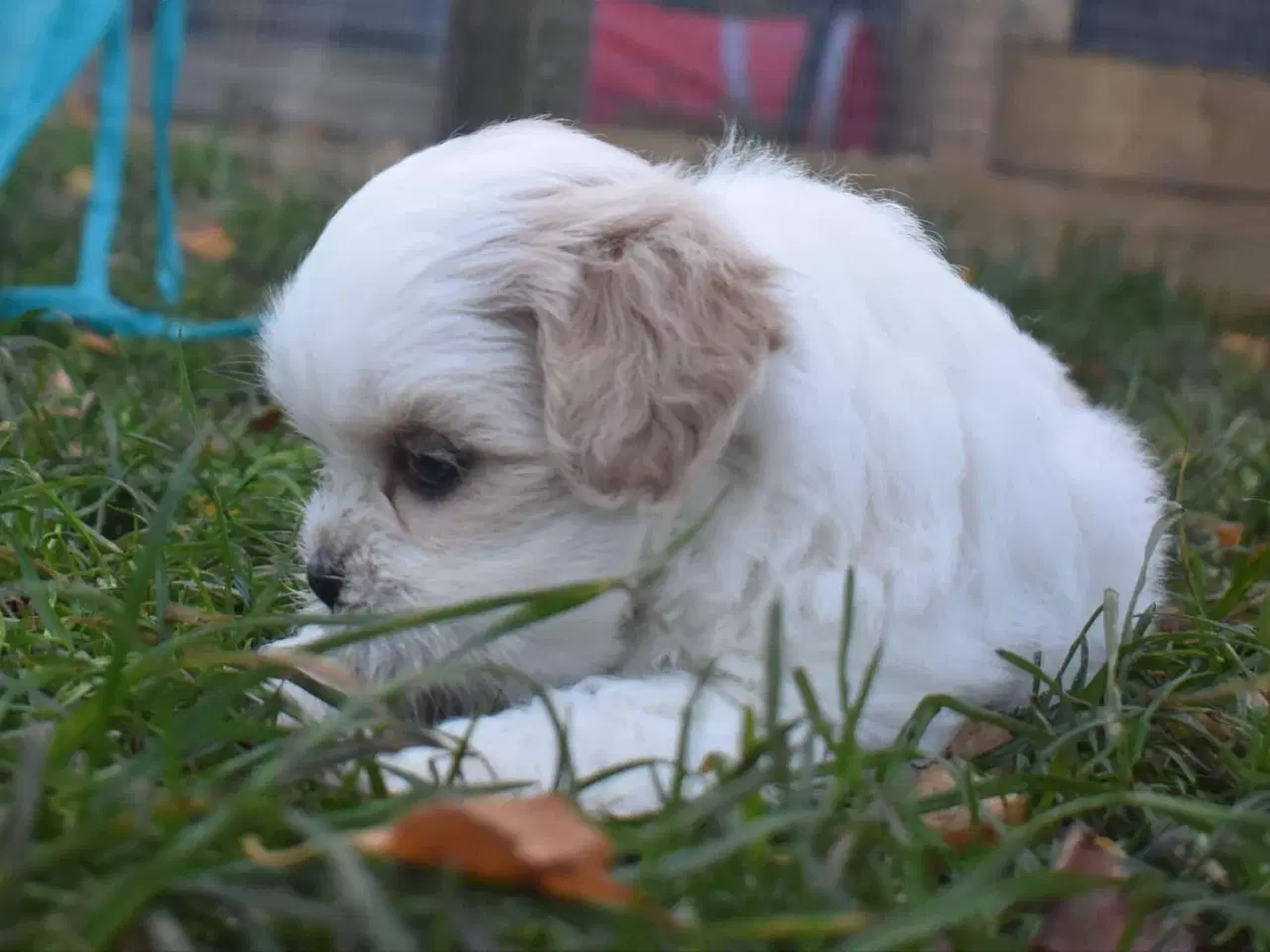 Billede 15 - Skønne Lhasa apso hvalpe 