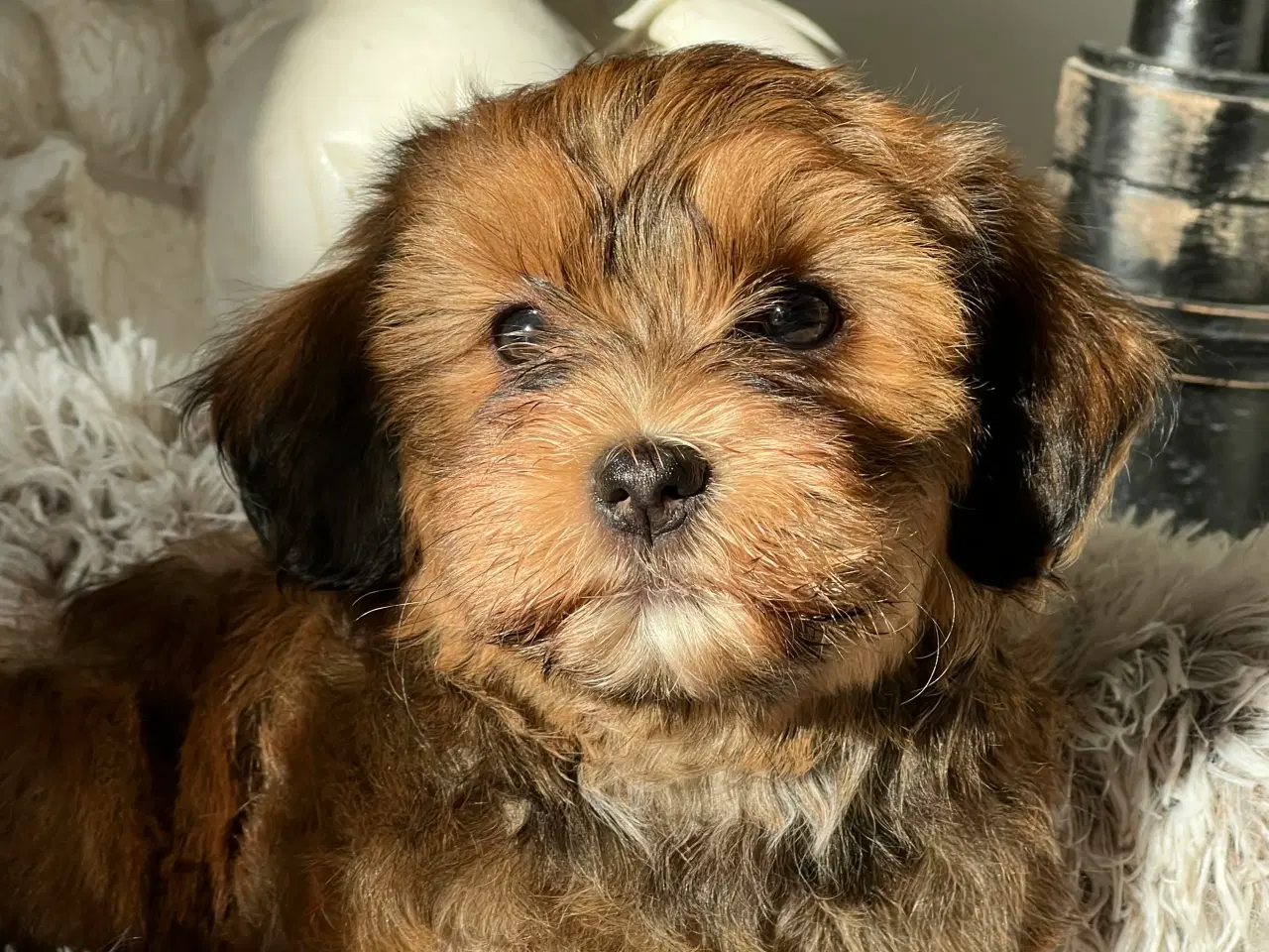 Billede 12 - Avl tilbydes ved skøn Bichon Havanais / Rød Zobel.