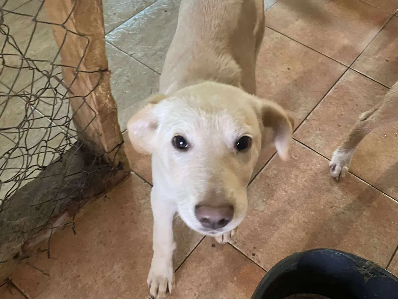 Billede 7 - Åh åh åh Buster… kigger efter sin familie