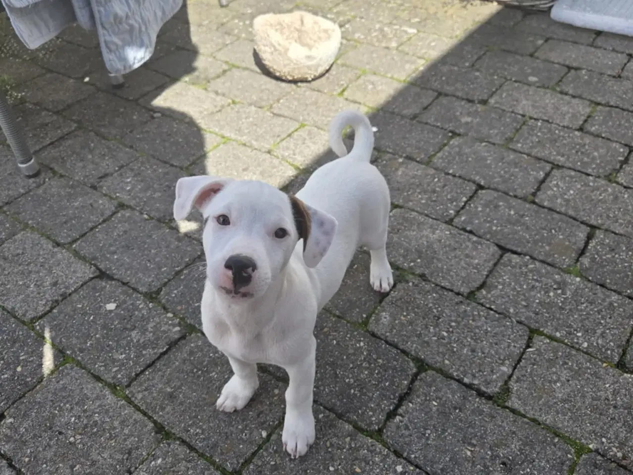 Billede 6 - Jack Russell Terrier 
