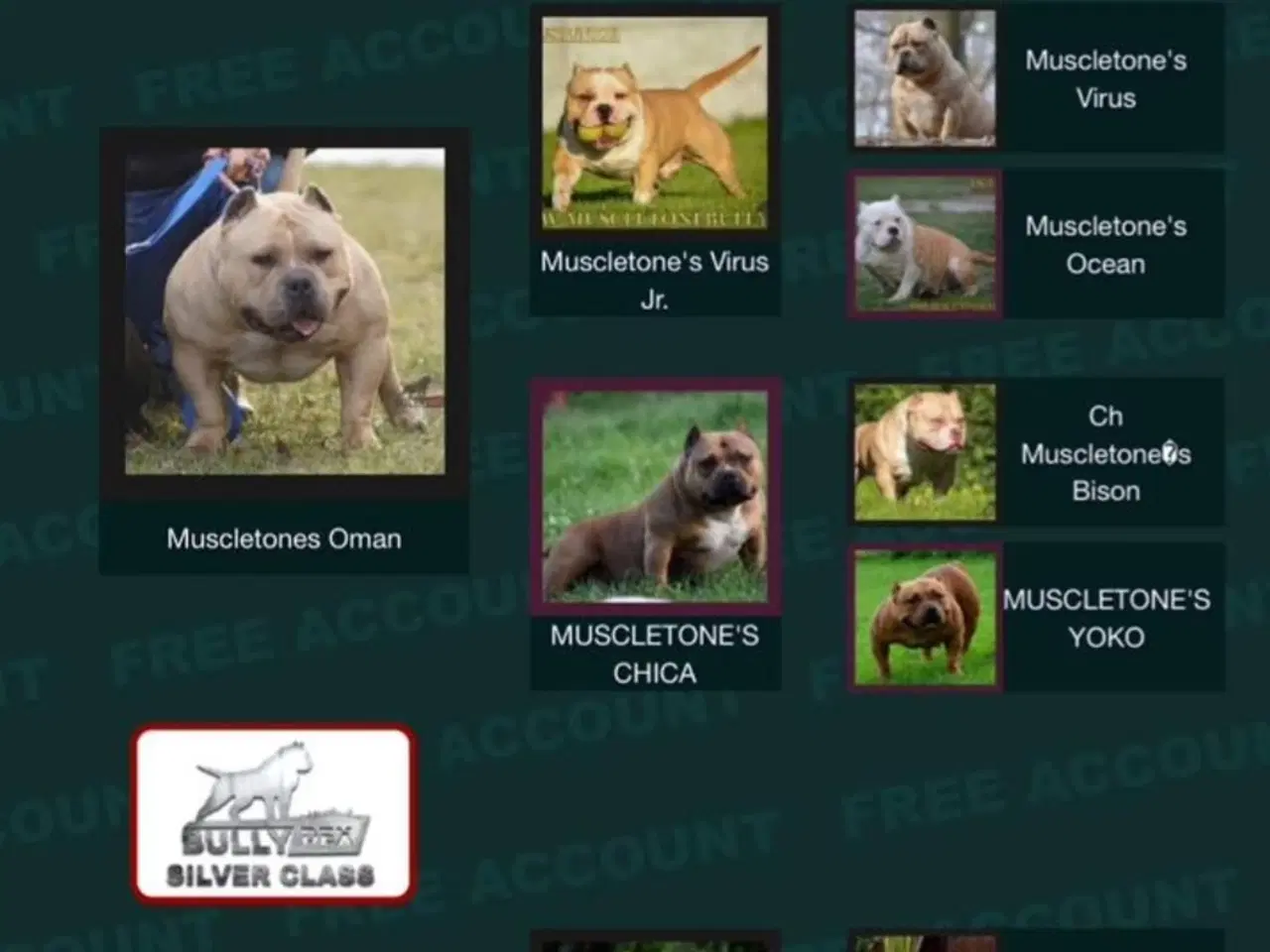 Billede 3 - American Bully pocket Strong Dreng ABKC