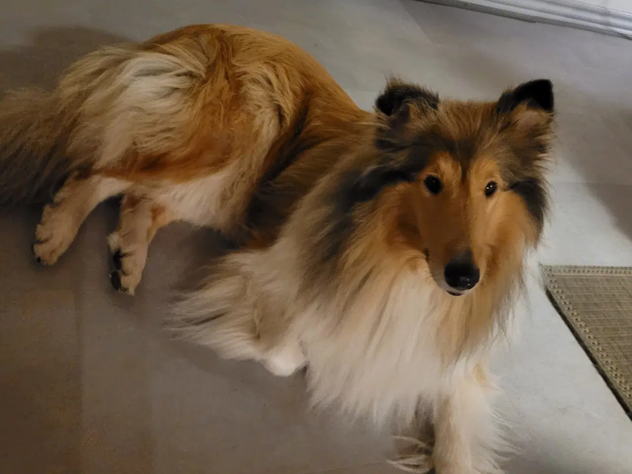 Billede 1 - Colliehan søges til parring. 