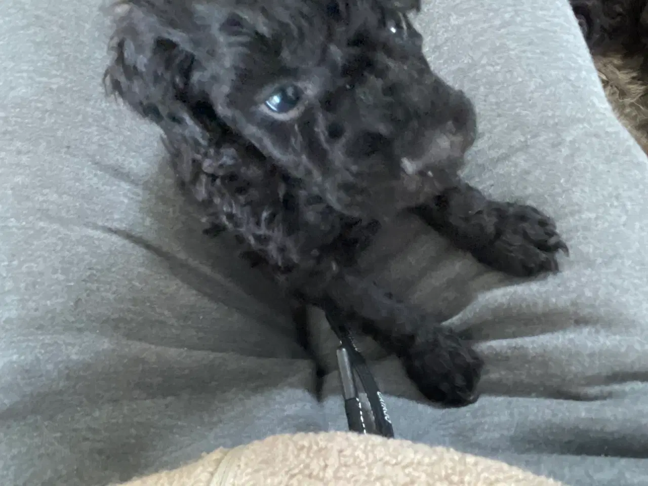 Billede 2 - Dværgpuddel hvalpe søger nyt hjem