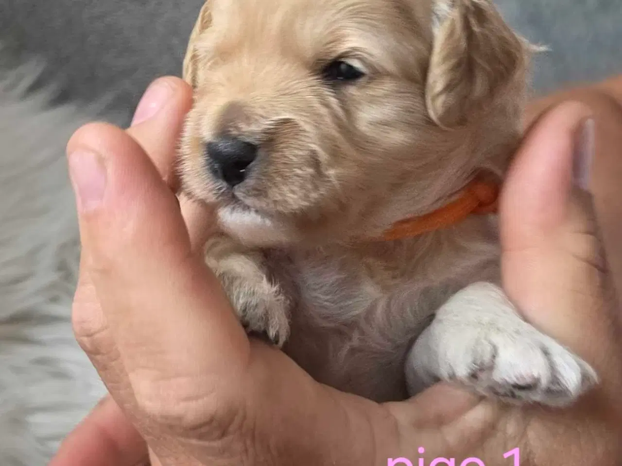 Billede 12 - F1b Cockapoo 