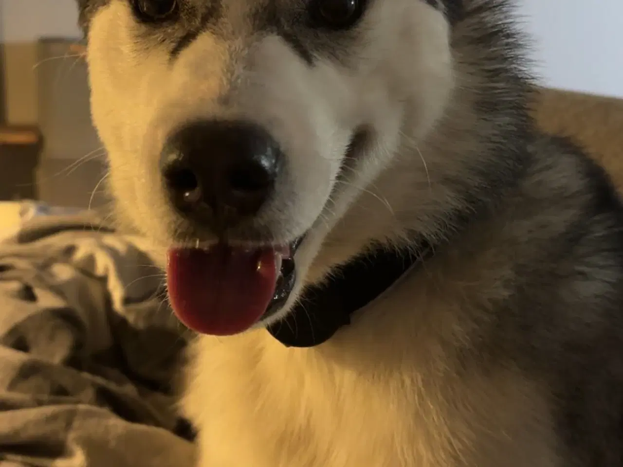 Billede 3 - Hund til salg 