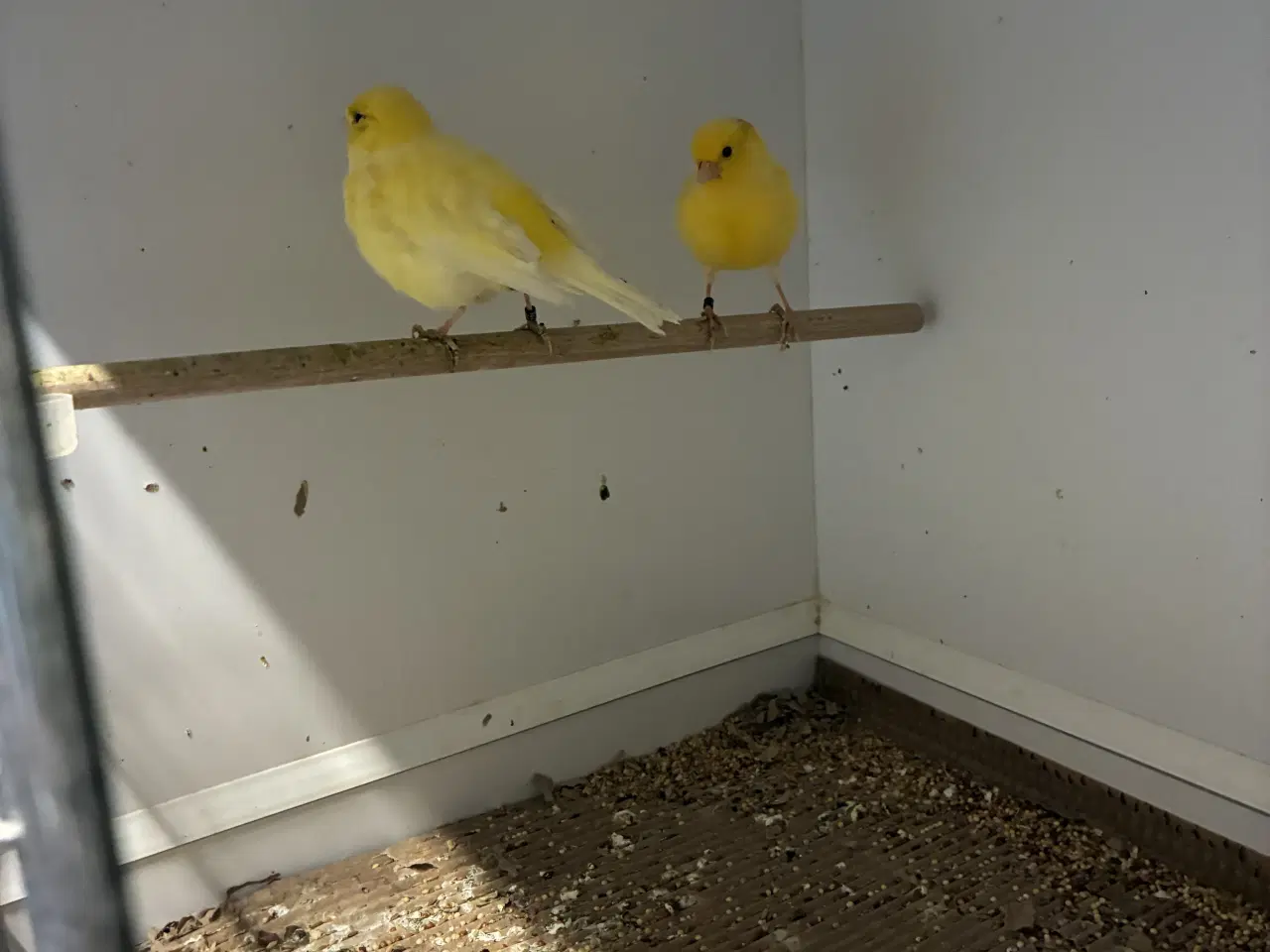 Billede 4 - Fiffe kanarier