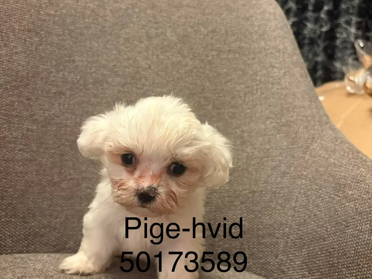 Billede 3 - Malteser hvalpe 6 uger