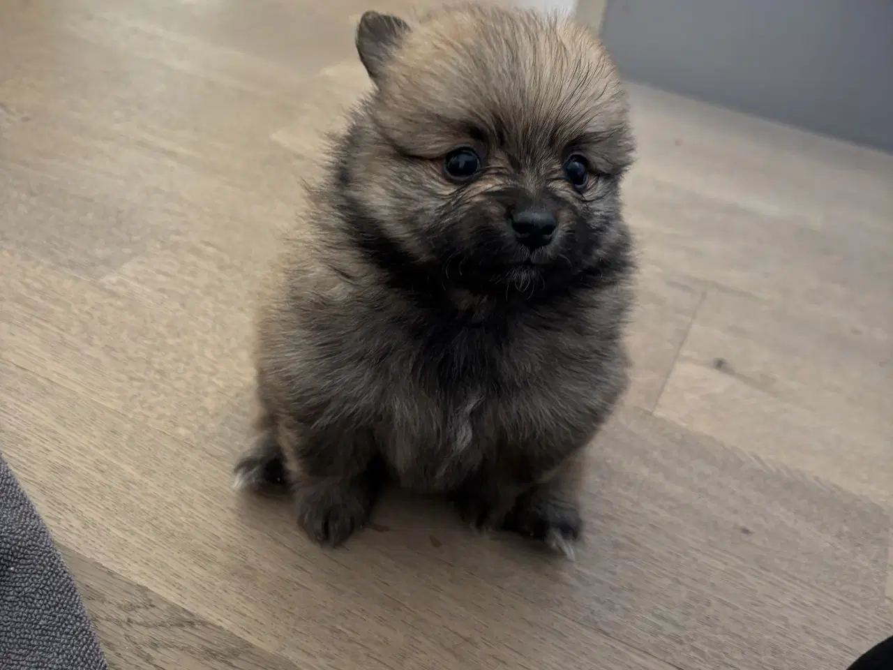 Billede 11 - Pomeranian hvalpe 4 drenge