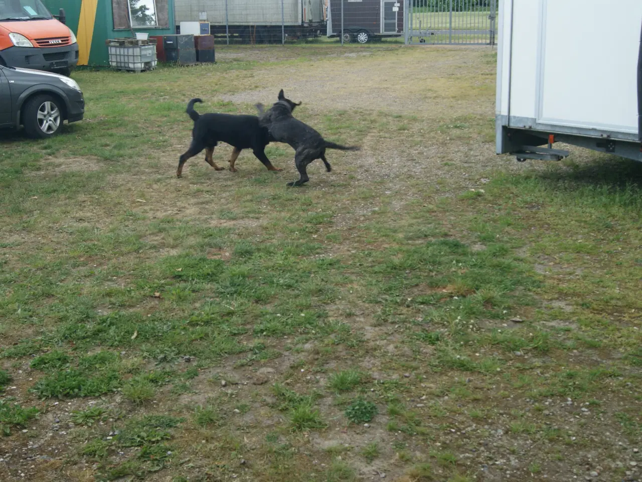 Billede 6 - Hvalpe. Søger ny hjem. Cane Corso / Rottweiler
