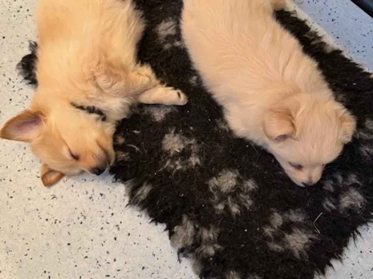 Billede 11 - Små uldtotter søger nyt hjem
