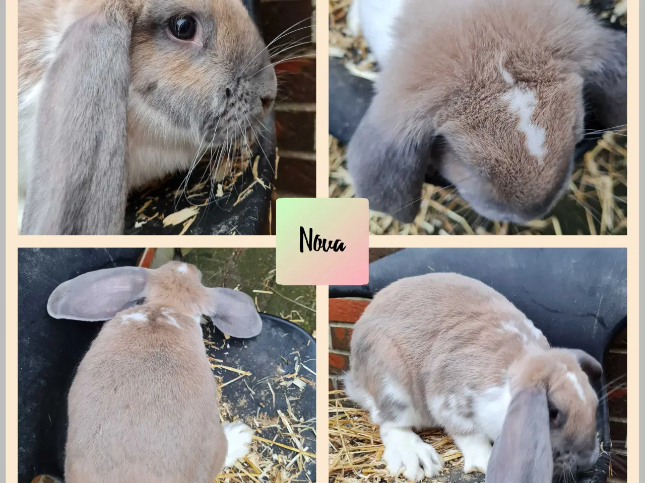 Billede 2 - 4 skønne franske væddere klar til nye hjem 🐰