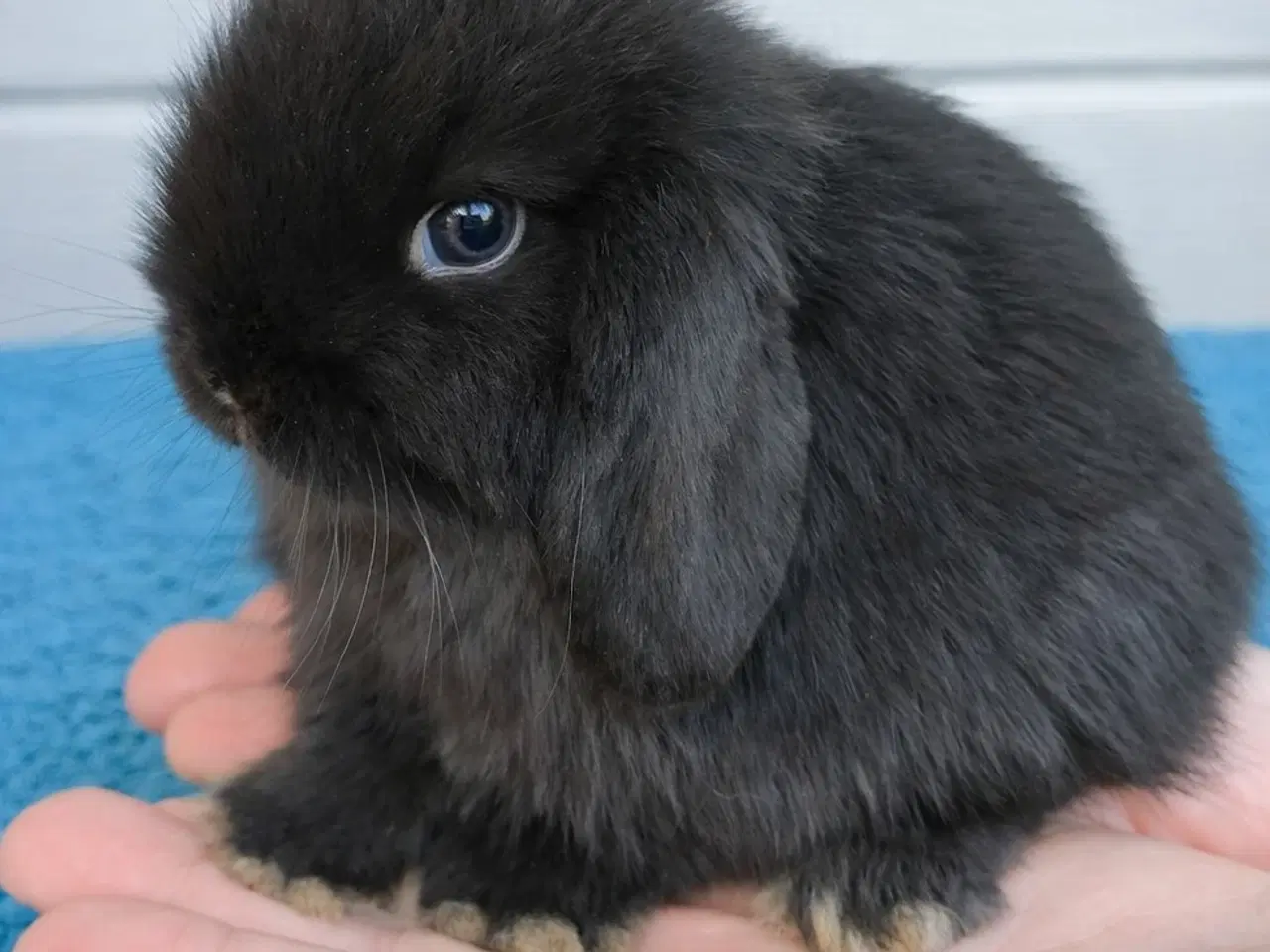 Billede 5 - Minilop kaninunge sælges 