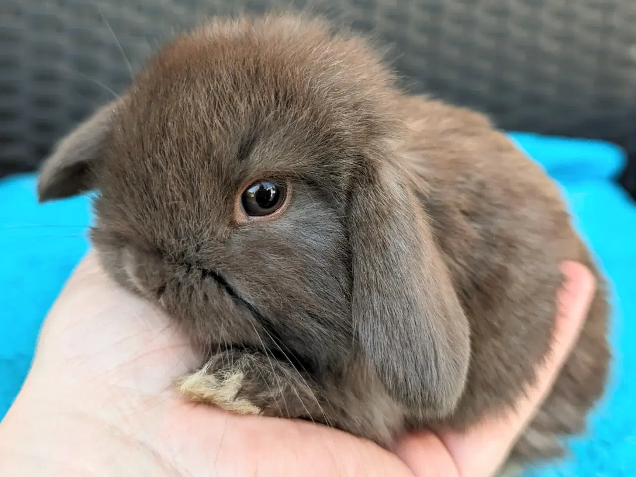 Billede 3 - Minilop kaninunge sælges 